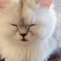 寝起きの子猫→飼い主さんのもとへとやって来ると…『悶絶必至の光景』…