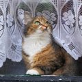 ヨーロッパでもっとも「猫密度が高い国」はギリシャやトルコではなく……