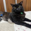 度重なる事故から奇跡的に生還し、「バイオニック猫」として猫生を謳歌　…