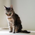 猫にとって『苦痛』になる飼い主の態度4つ