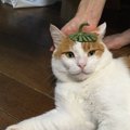 いろんなものを頭に乗せられる猫みーすけ。鬼の威を借りる