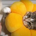 同時はお断りにゃ！”爪とぎ”をこだわる猫ちゃん