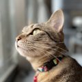 猫が『ソワソワして落ち着かない』ときの原因3つ