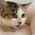 家族に捨てられて『衰弱していた子猫』→保護されて『３か月後』……胸を打つ…