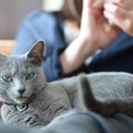 初めての猫暮らしでお迎えしやすいと言われる猫種4つとその理由　猫を…