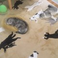 【話題】どれが本物？猫柄の絨毯に柄を増やす天才飼い主現る！