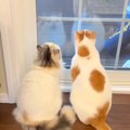 ２匹の猫が暮らす家に、ツバメが巣を作りにきて…本能が目覚めた『まるでハ…