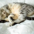 猫を早く老けさせてしまう『生活に足りていないもの』4つ　身も心も“…