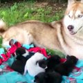 段ボール箱で捨てられた7匹の子猫…救ったのはハスキー犬だった！