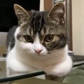 子猫ちゃんの香箱座り、下から見るとどうなってる？