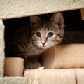 猫が『病院へ連れて行かれる』のを察知したときにする行動3つ