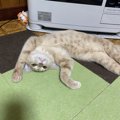 猫が『伸び』をする心理４選！猫にとってどのような効果があるの？