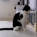 猫達だけのお留守番！定置カメラで様子を覗き見♪