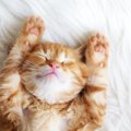 子猫が『1歳になるまで』にやっておきたいこと4つ　タイミングの目安や注…
