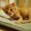 生後たった7日で迎えた初めての保護子猫。懸命のお世話で成長中！