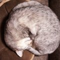 猫といえばこれ！愛猫によく見られる『代表的なポーズ』5選とそれぞれの気…