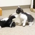 元気いっぱいに遊び回る子猫たち→片付けをして戻ったら、『優しい先住猫』…