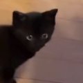飼い主を見つめる『赤ちゃん猫』→『おいで』と声をかけられると…キュ…