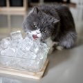 夏の暑さ対策に、猫に『氷』をあげるのはアリ？与える際の注意点3選