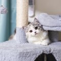 猫が疑問形で『ニャ？』と鳴くときの理由3選　何か伝えたい事があるの？