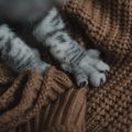 猫が前足で『ふみふみ』しているときの理由3選　安心している証？する子と…