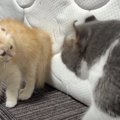 逆毛パヤパヤでたまらない…子猫ちゃんのデビュー戦『やんのかステップ…