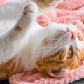 猫が『仰向けになっている』ときの気持ち３つ