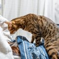 猫があなたが『寝ているときに襲いかかる』5つの理由　どんな目的があ…
