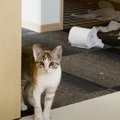 パパご立腹？猫ちゃんのやっちゃったランキング