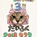 愛猫の誕生日にいかが？猫のバースデイ顔ハメを作ってみた！