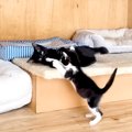 保護された２匹の白黒子猫→遊んでいる様子を見守った結果…尊すぎる『本当…