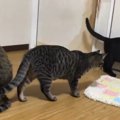 子猫たちへ教育的指導！先輩ニャンコの大きな背中がカッコイイ