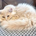 猫の『体調不良』を見極めるポイントは？猫たちが出す“しんどい”サイ…