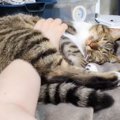 寝転びながらくつろいでいる猫→飼い主さんがモフモフすると…最後に見…