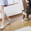 猫がお姉ちゃんに撫でてほしくて…まさかの『全力で追いかける』光景が…