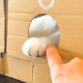 穴が開いた段ボールの向こうで遊ぶネコ→指を差し出してみたら…まるで握手…