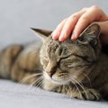 猫の健康サポートにつながる『ツボ』3選！マッサージをする際の注意点も