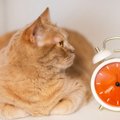 猫の『体内時計』がズレない理由4つ　規則正しい習慣の秘密や生活リズ…