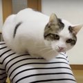 どっちにも甘えたい！パパとママをハシゴする猫ちゃんたち♡