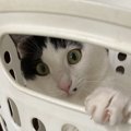 猫にとって最適な家とは？『住まい選び』で押さえたい重要項目5つ