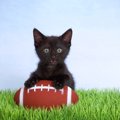 亡き母の愛猫が、大学アメフトチームの「マスコット」になって選手の士気…
