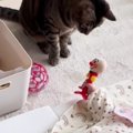 布団の上で寝ている赤ちゃん→近くには『2匹の猫』がいて…微笑ましすぎるや…