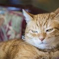 愛猫が「ふてぶてしくなったな」と感じる4つの瞬間