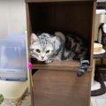 なんだか落ち着くにゃ〜！猫ちゃんの新しい秘密基地？