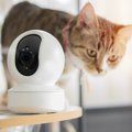 愛猫との暮らしをアップデートしてくれる『ペット家電』4選　猫界にも自動…