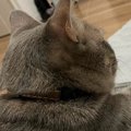 部屋でくつろいでいた猫→『おてての先』を見ると…たまらなく可愛い瞬間に…