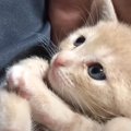 パパを見つけたら一目散に膝に乗ってくる子猫、驚異的な可愛さに131万…