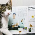 雑誌ananの猫特集「にゃんこLOVE」の内容