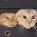 まったりしていた2匹の猫→『おやつの引き出しが開いた』次の瞬間…想像を超…