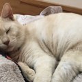 猫が『添い寝』してくるときの意味5つ！寝る位置でわかる気持ちとは？